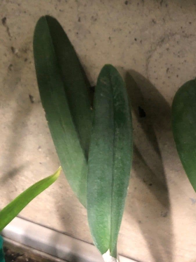 Rhyncholaelia 9