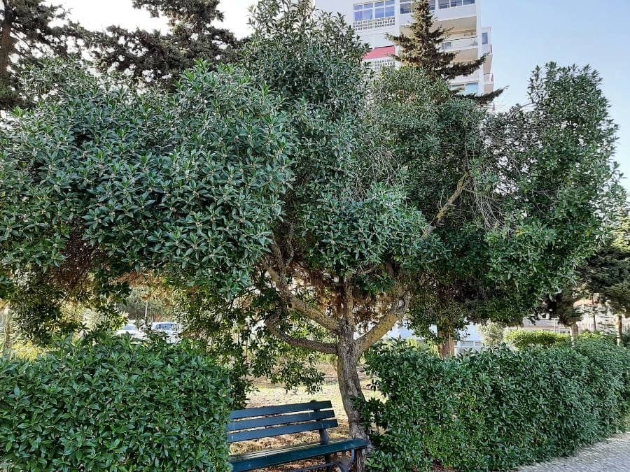 Schlankblättriges Myoporum 15