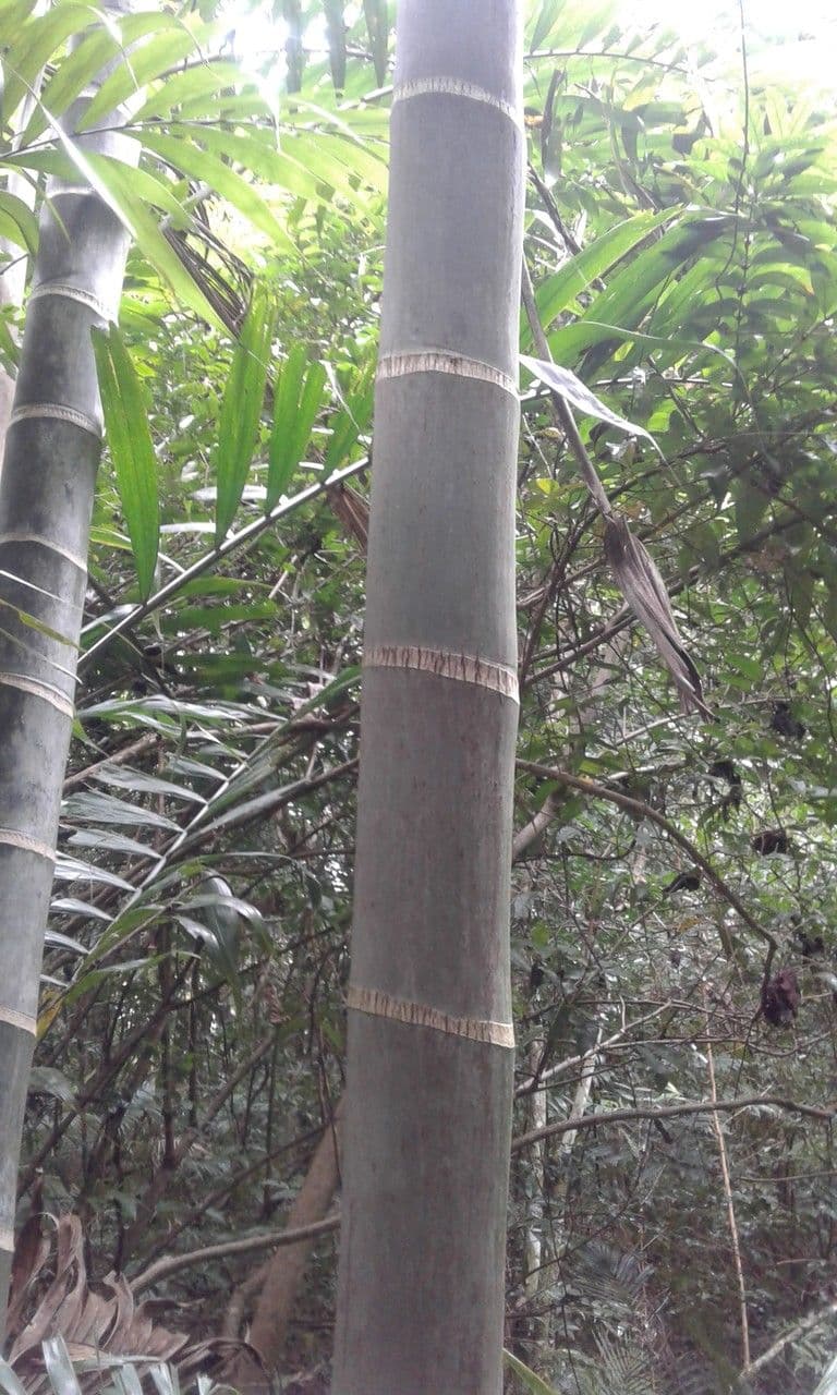 Dypsis 8