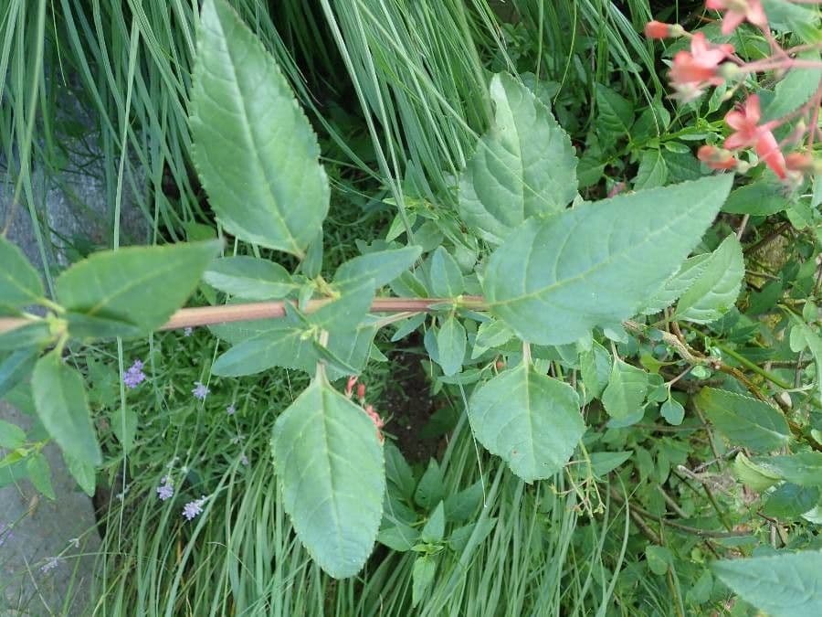 Phygelius 12