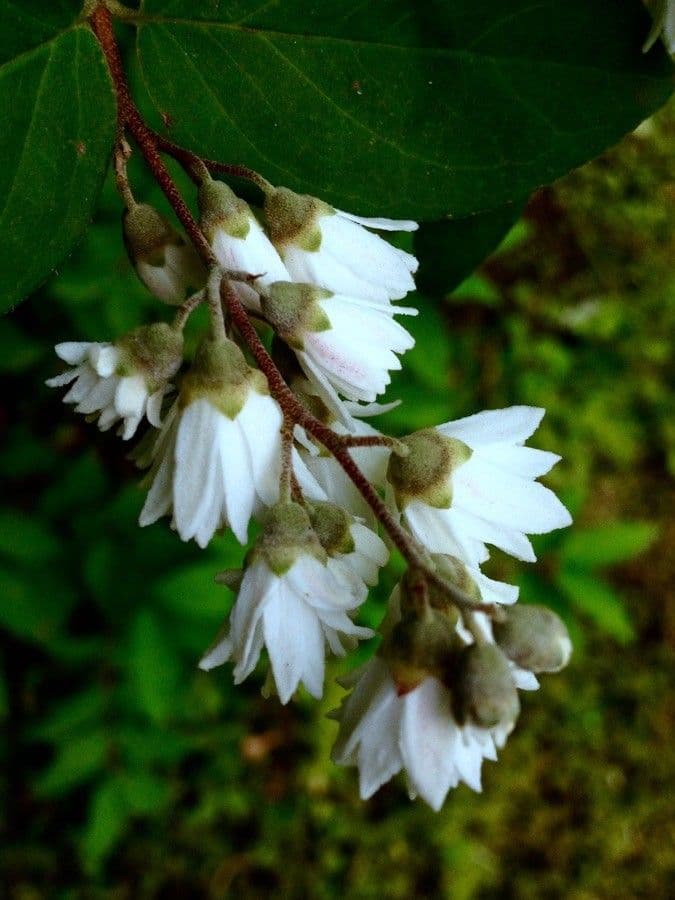 Deutzia scabra 8