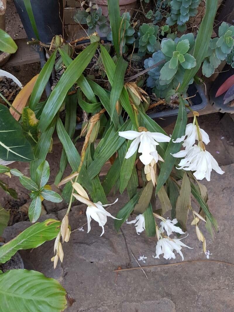 Coelogyne 9