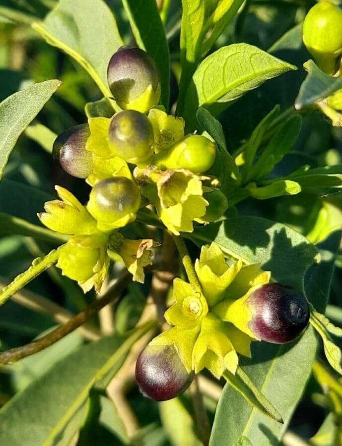 Cestrum 4