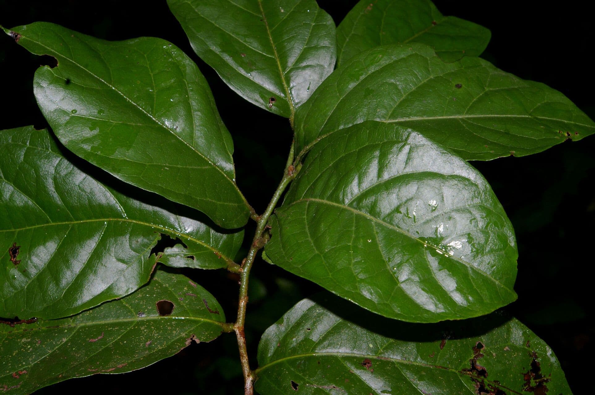 Mortoniodendron 7
