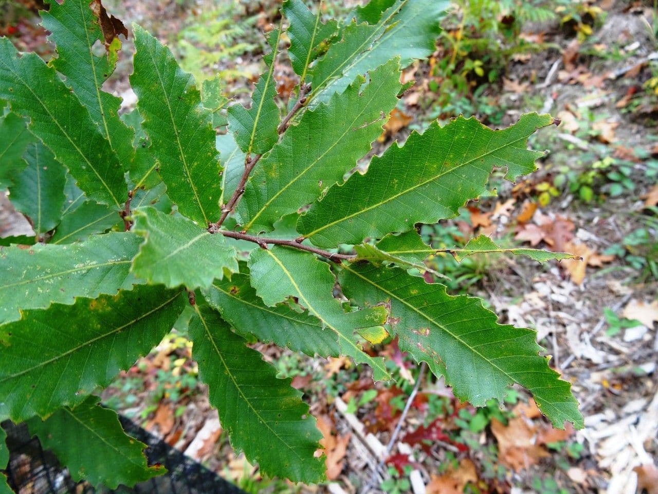 Quercia 11