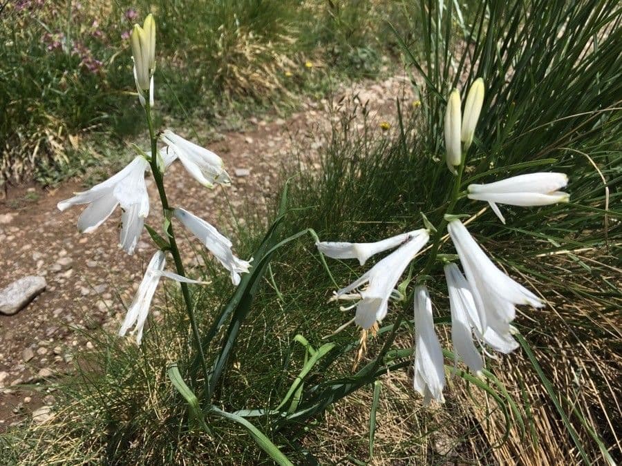 Giglio di monte 17
