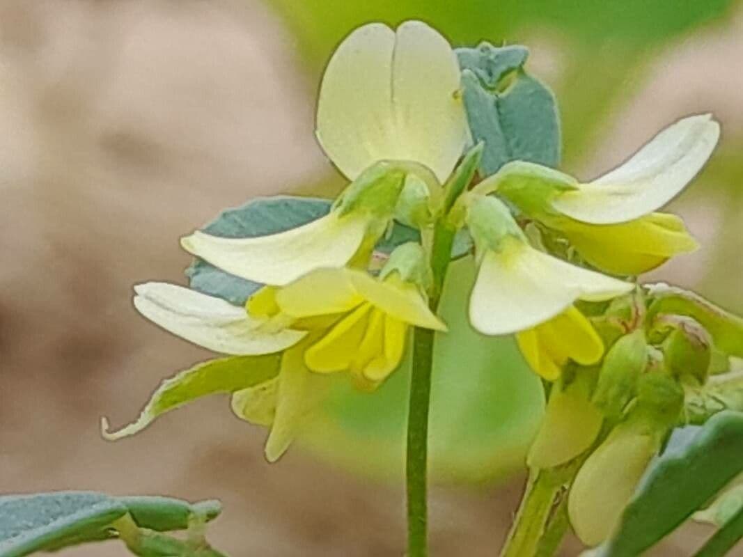 Trigonella glabra 4