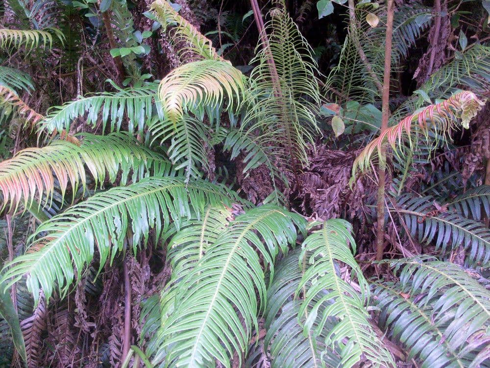 Blechnum attenuatum 7