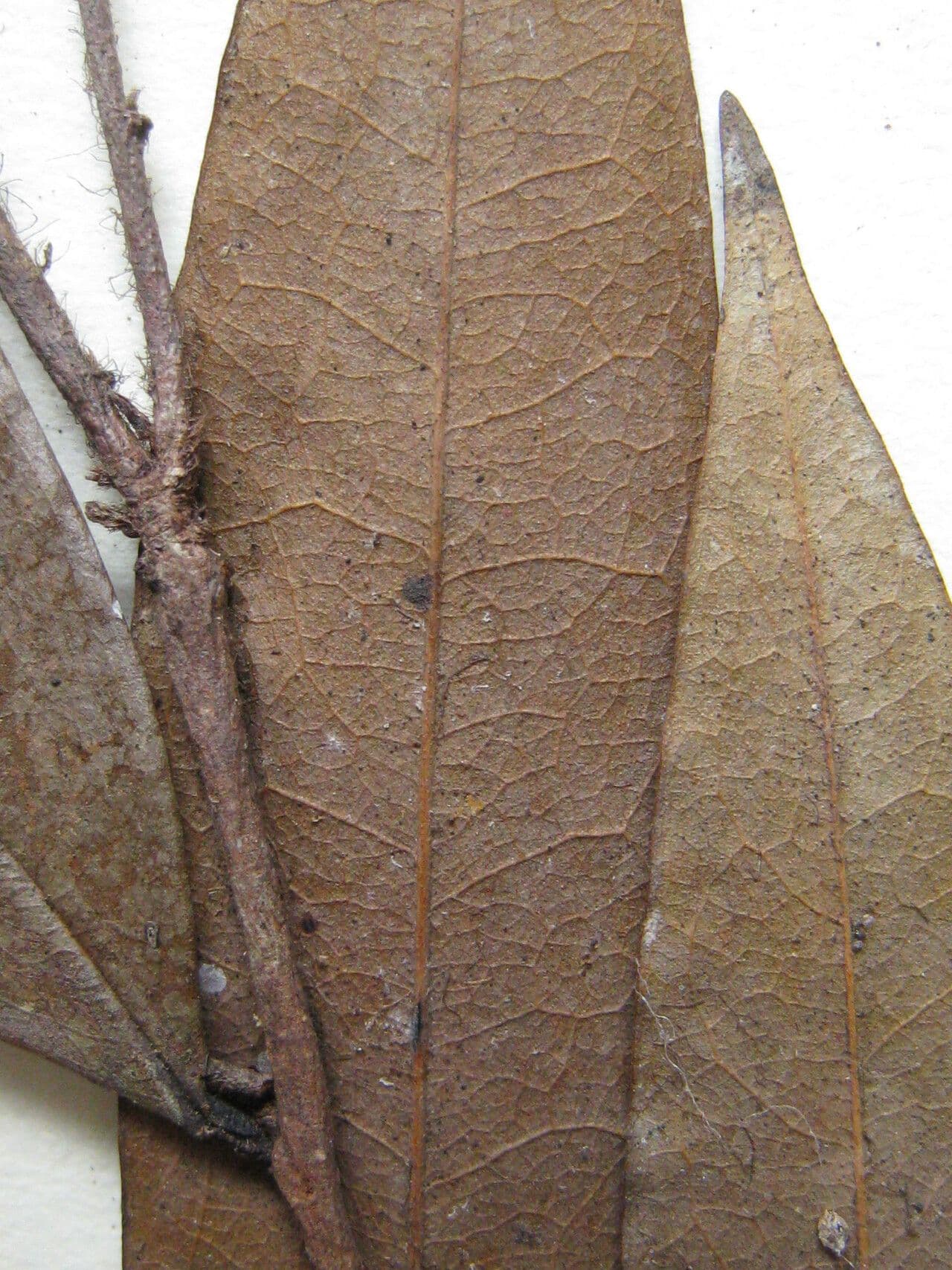 Xylopia