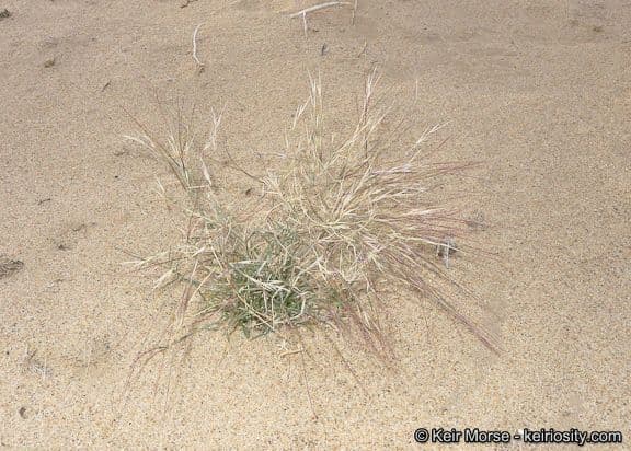 Aristida californica 3