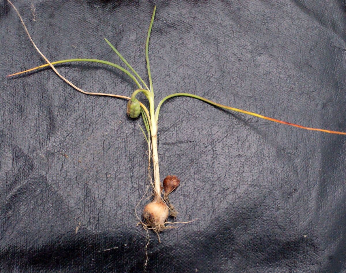 Romulea 29