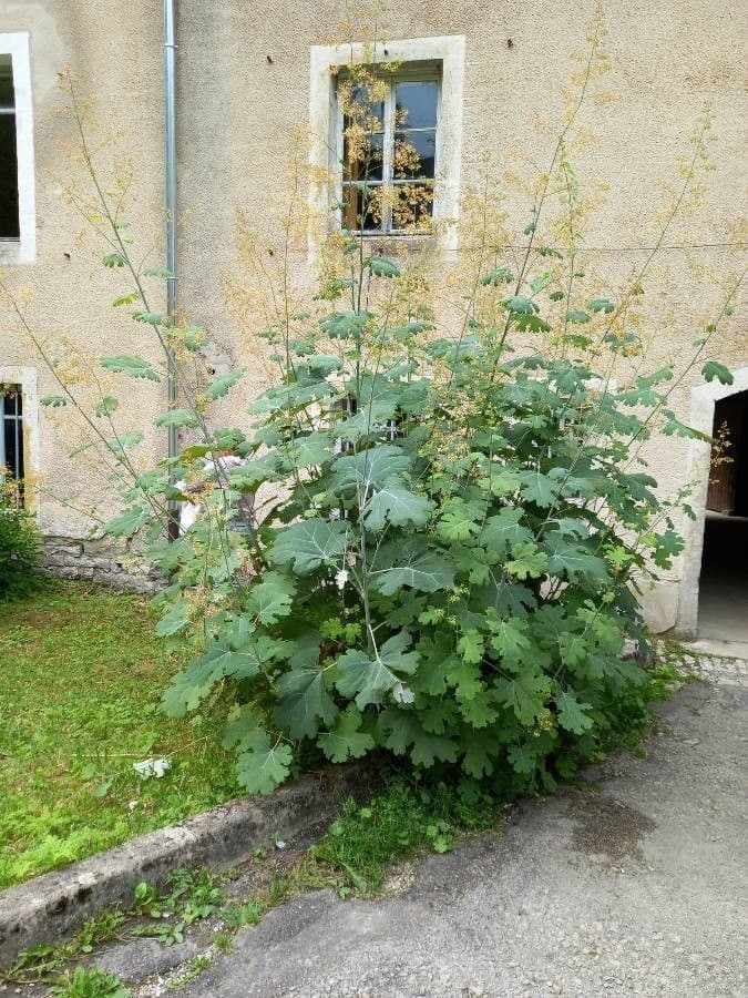 Macleaya 13