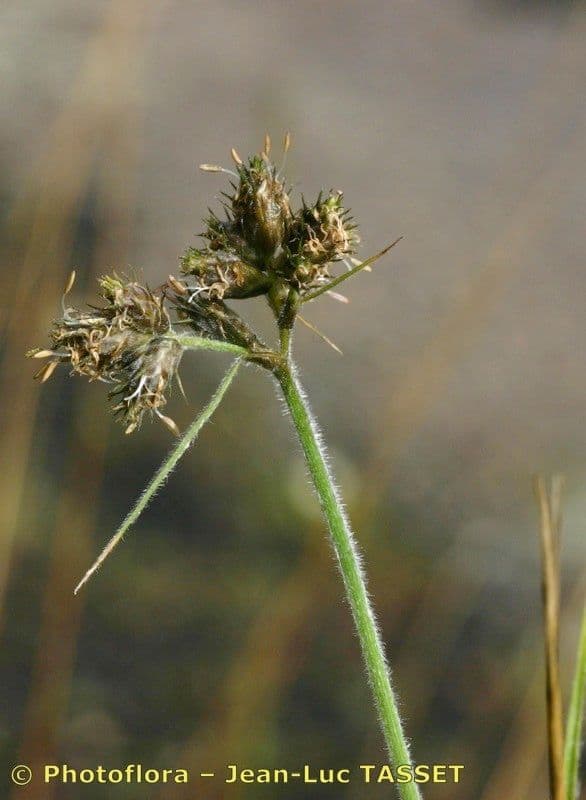Fuirena pubescens 3