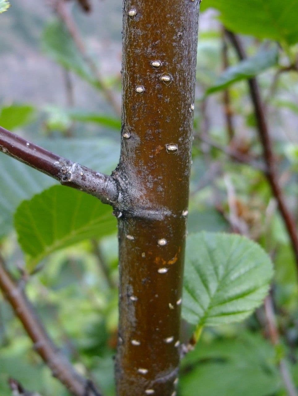 Ontano verde 23
