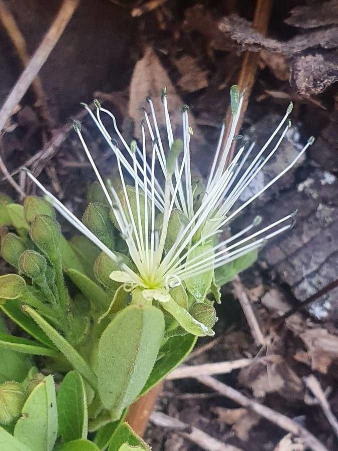 Maerua triphylla