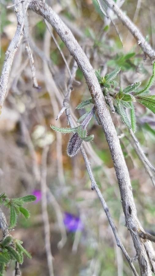 Erba perla arbustiva 22