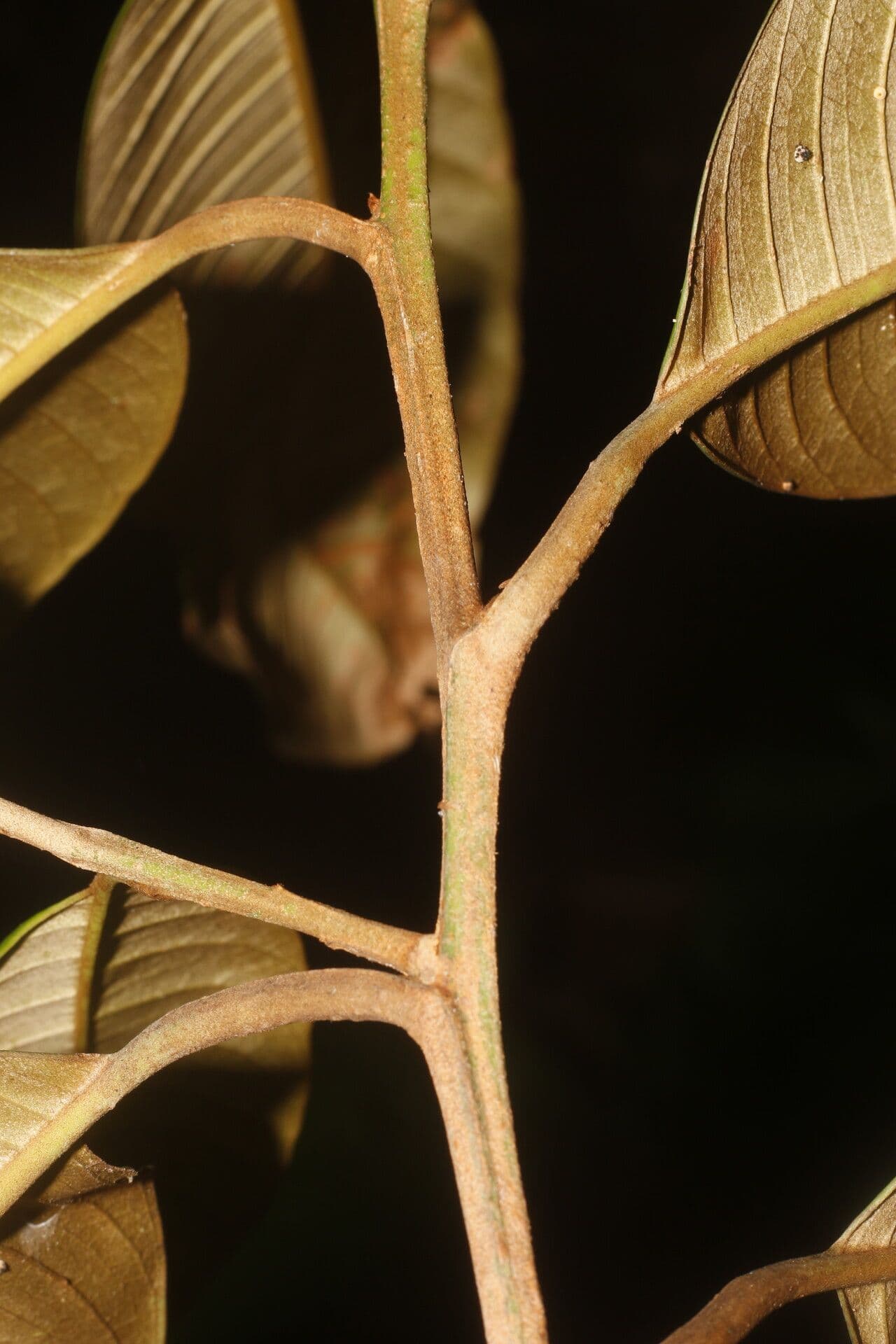 Micropholis 7