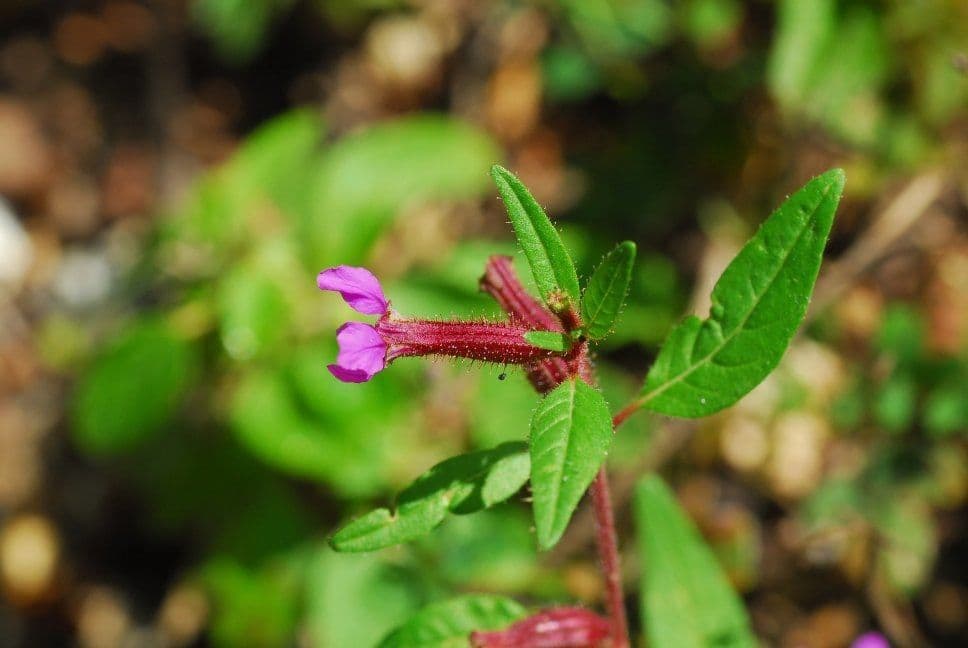 Cuphea viscosissima 2