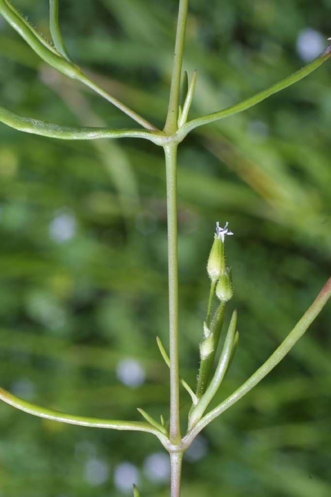 Mononeuria patula 8