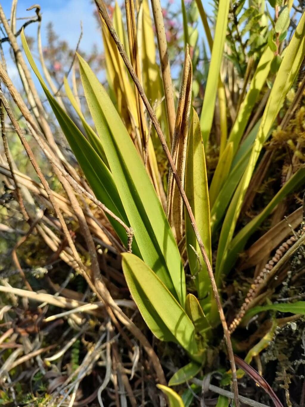 Cyrtochilum 4