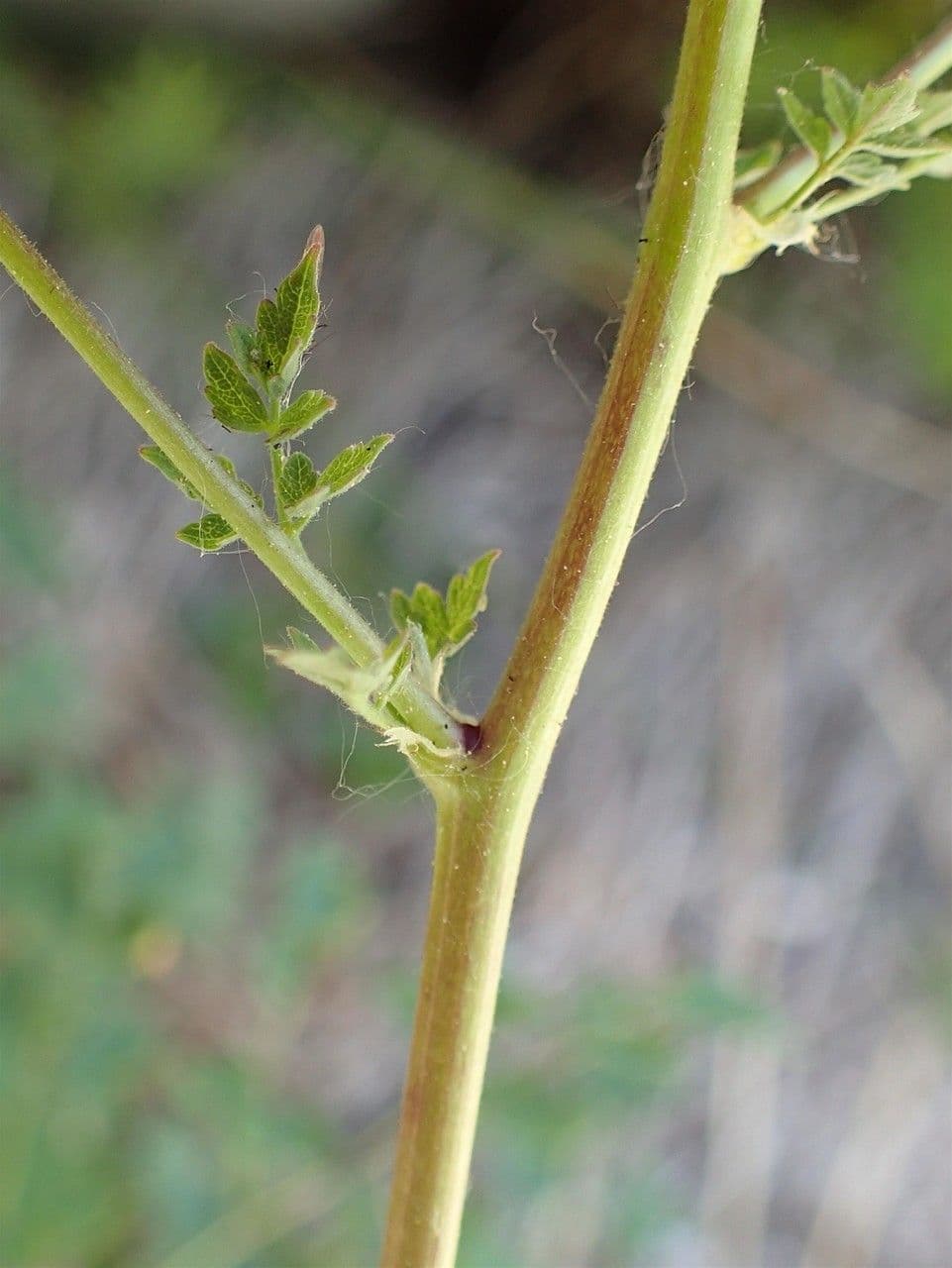 Pigamo minore 24