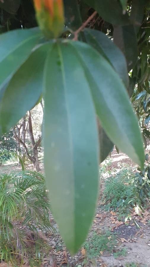 Stifftia 9