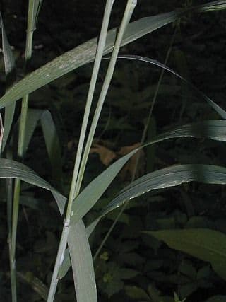 Elymus elymoides 5