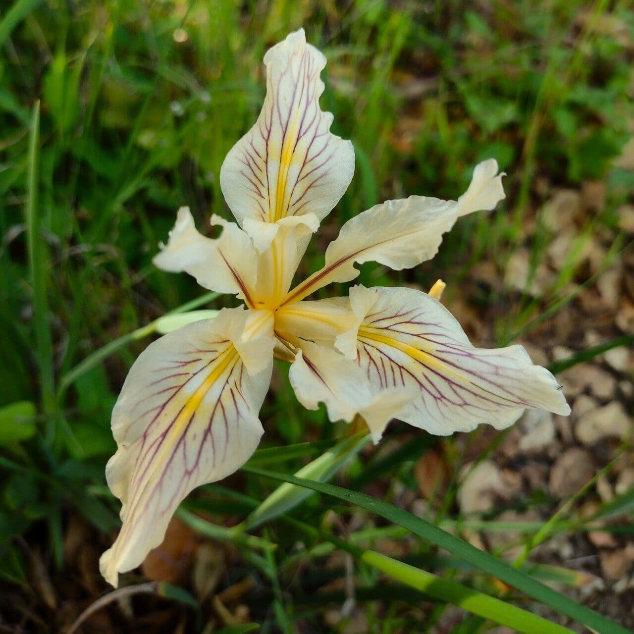 Großgetigerte Iris 4