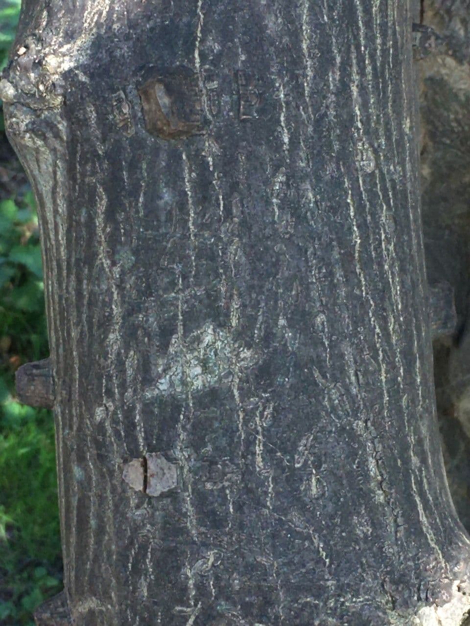 Zanthoxylum 18