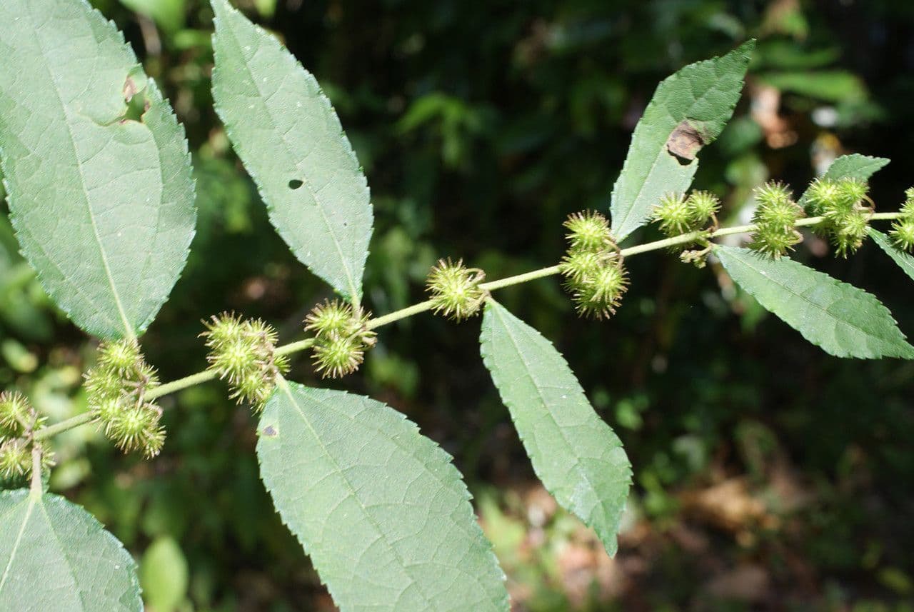 Triumfetta rhomboidea 17