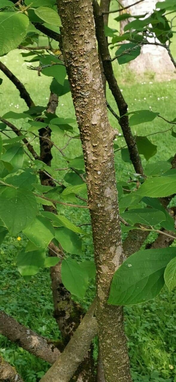 Sinowilsonia 12
