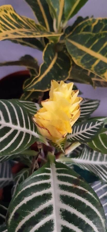 Aphelandra 6
