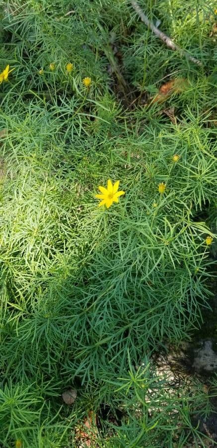 Coreopsis palmata 17