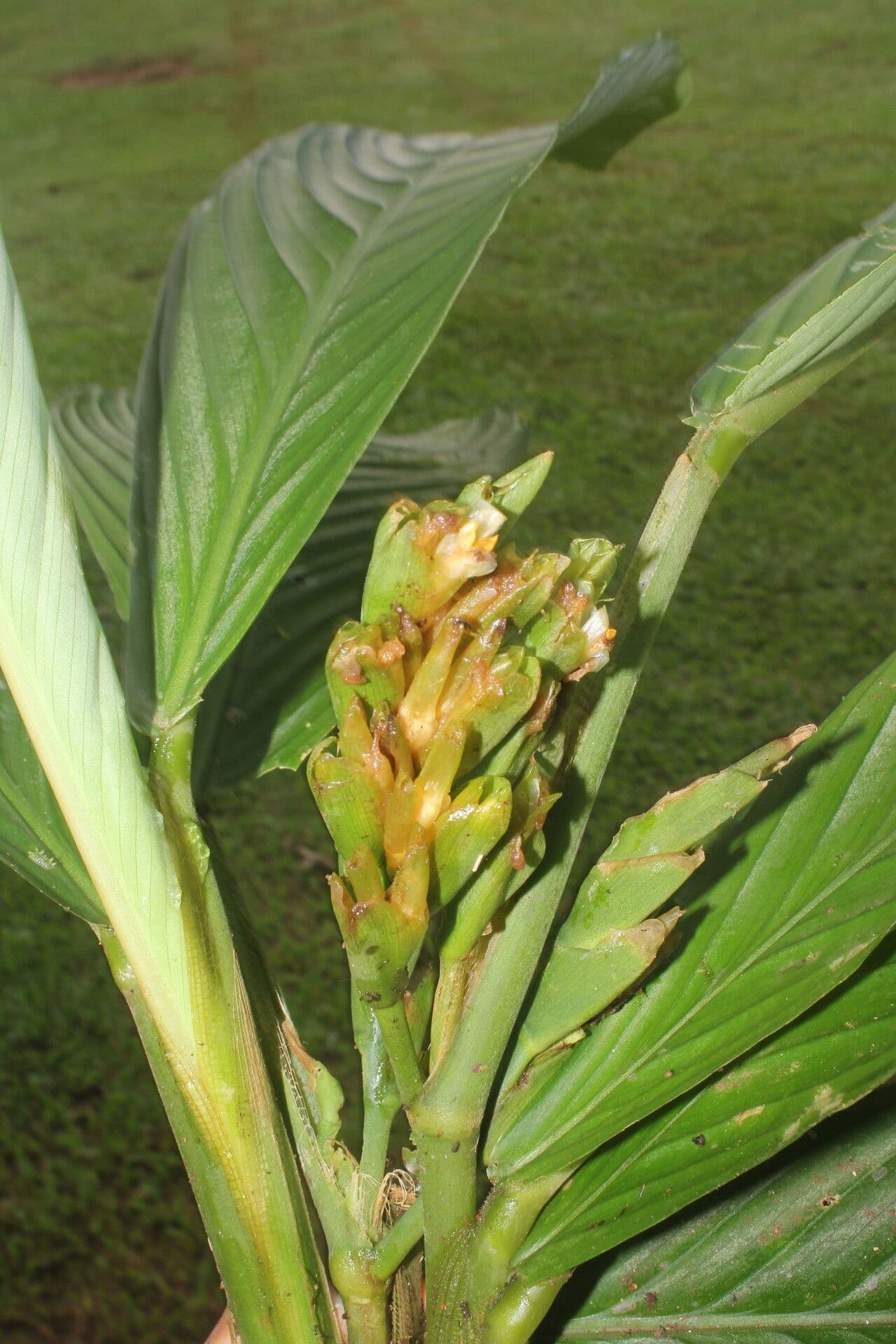 Hylaeanthe 6