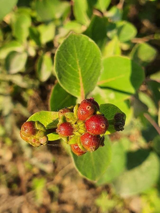 Psychotria 5