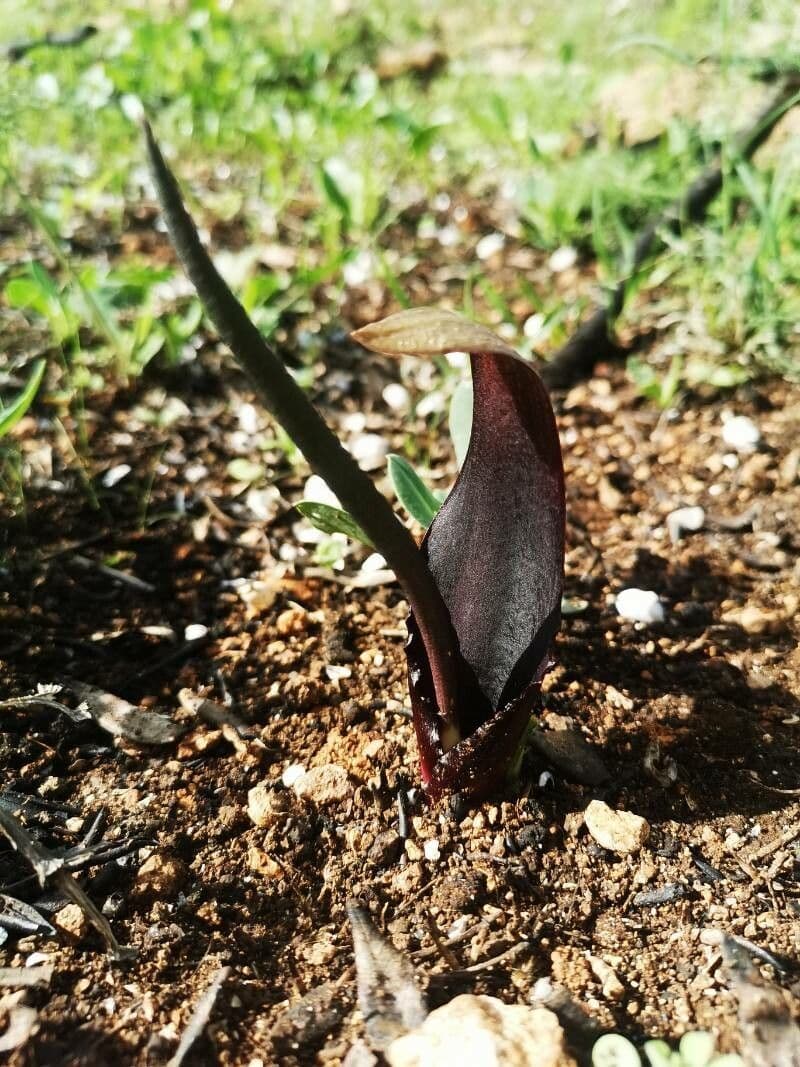 Schmalblättriges Biarum 2