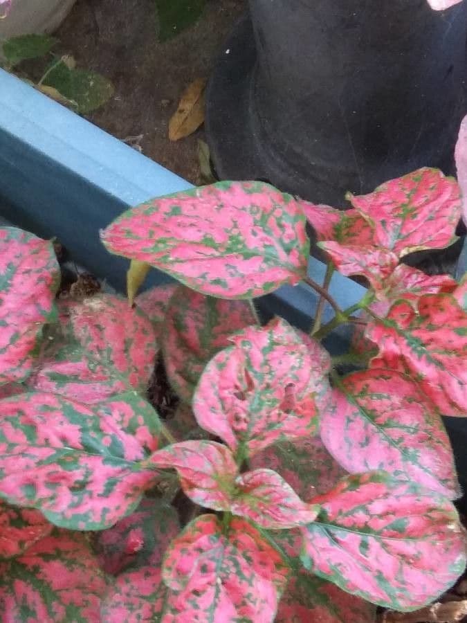 Hypoestes 6