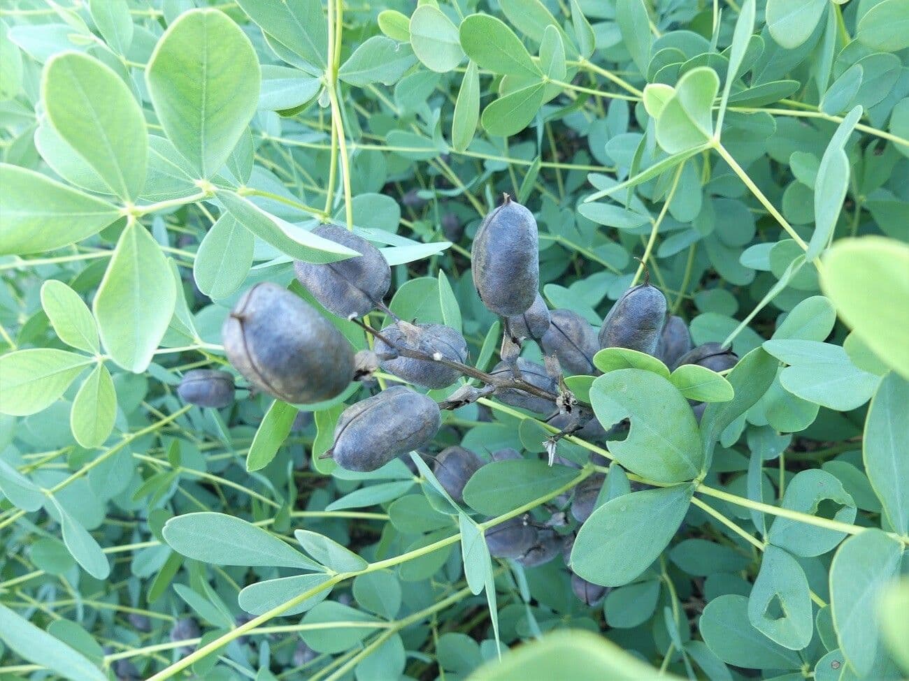 Baptisia 3