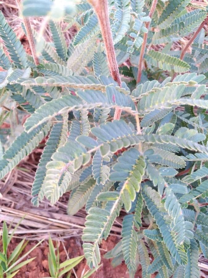 Calliandra dysantha 7