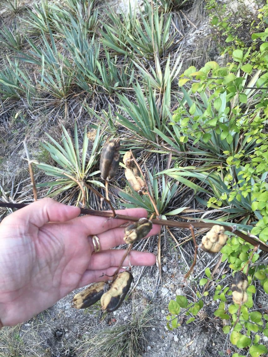 Yuca pallida 19