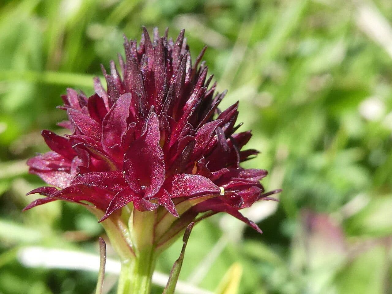 Gymnadenia