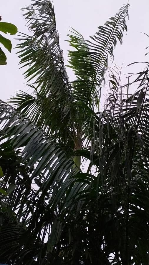 Açai 12