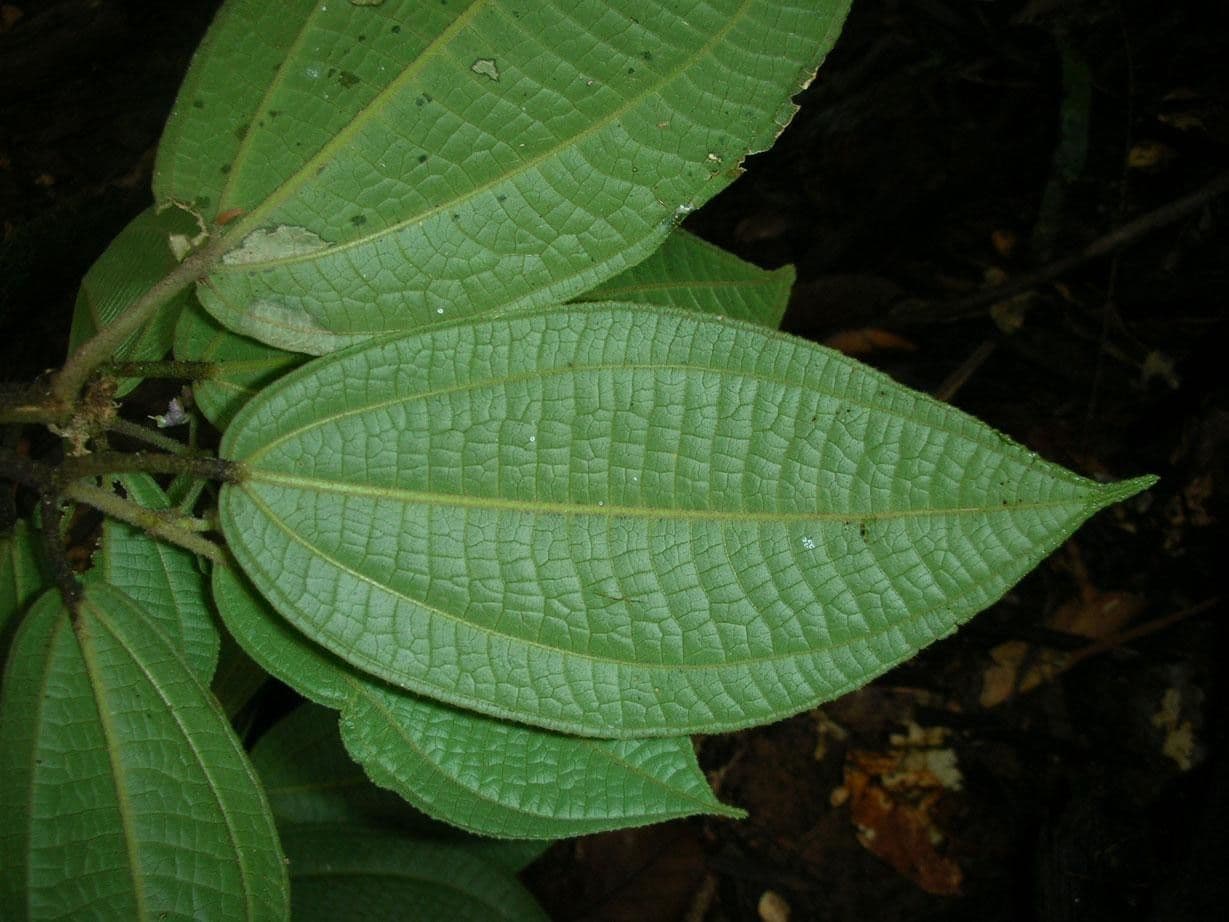 Miconia 8