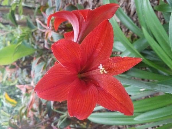 Amaryllis regina 6