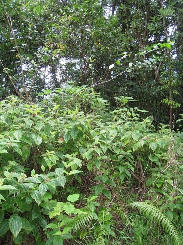 Mussaenda 11