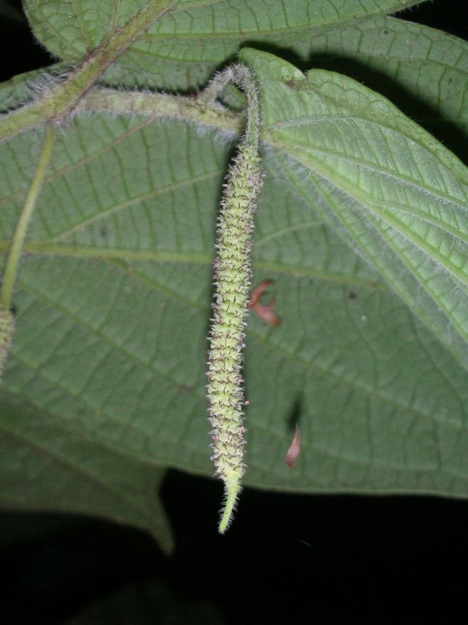 Pepe 5