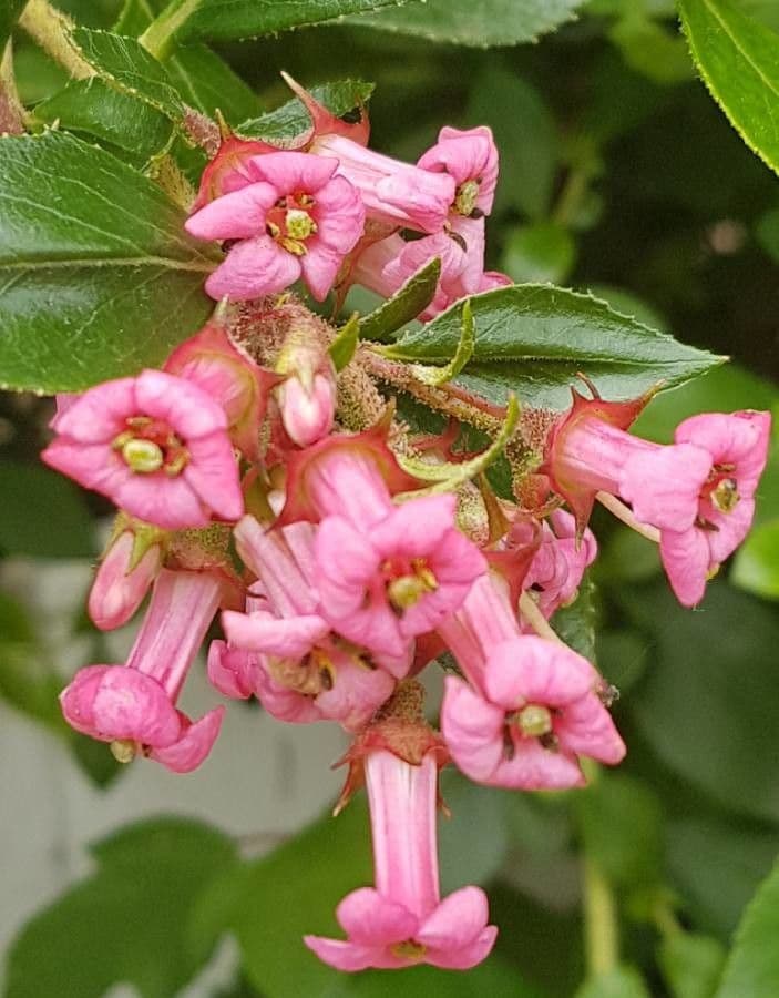 Rote Escallonie 7