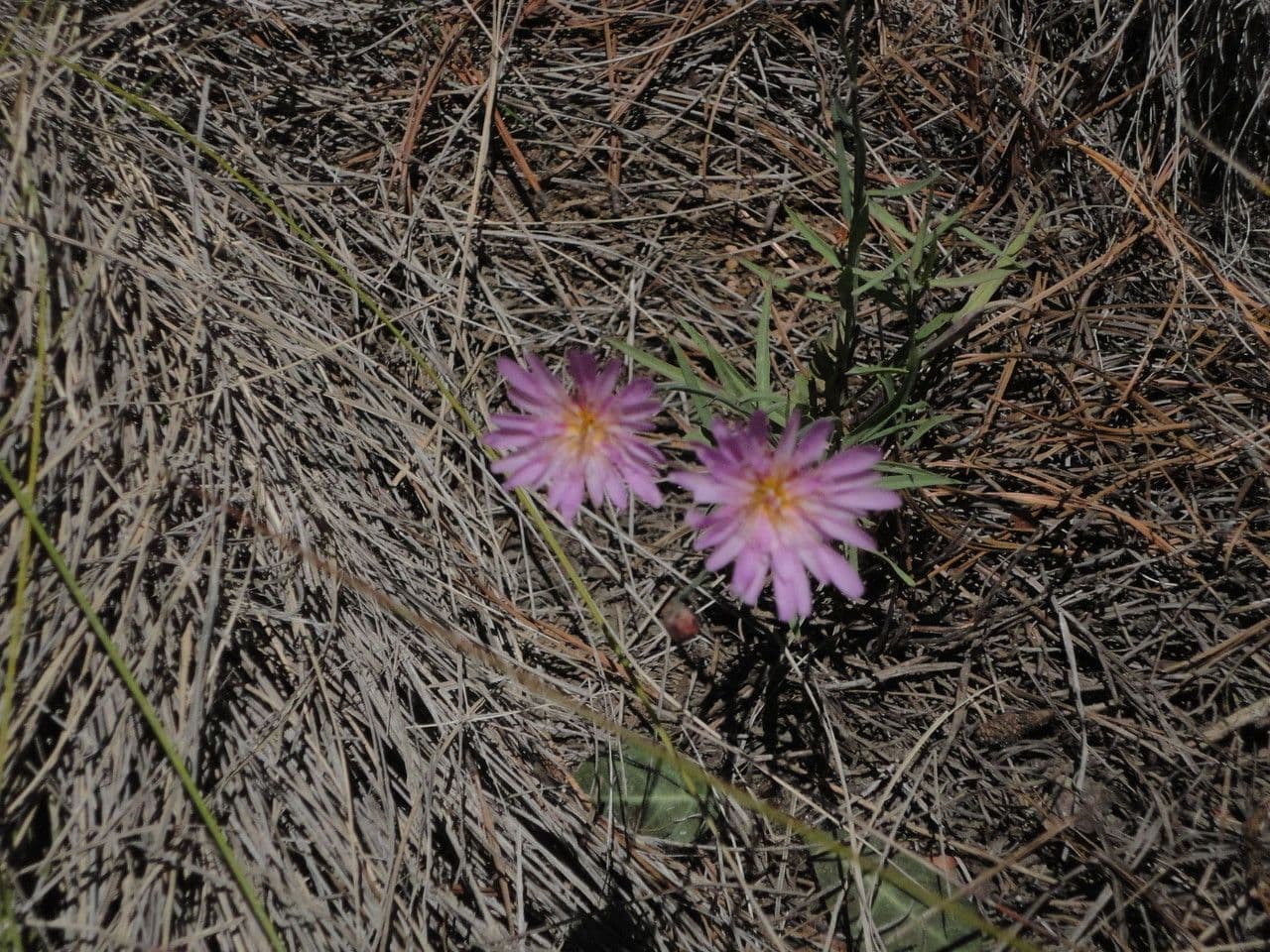 Pinaropappus roseus 10
