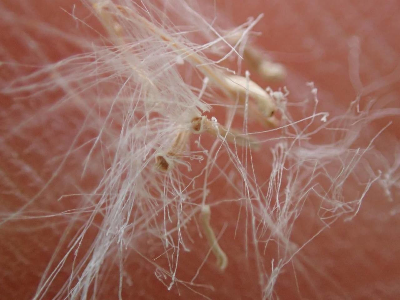 Schmutziges Greiskraut