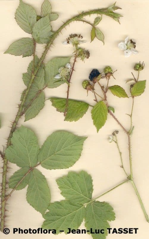 Bereifte Brombeere 28